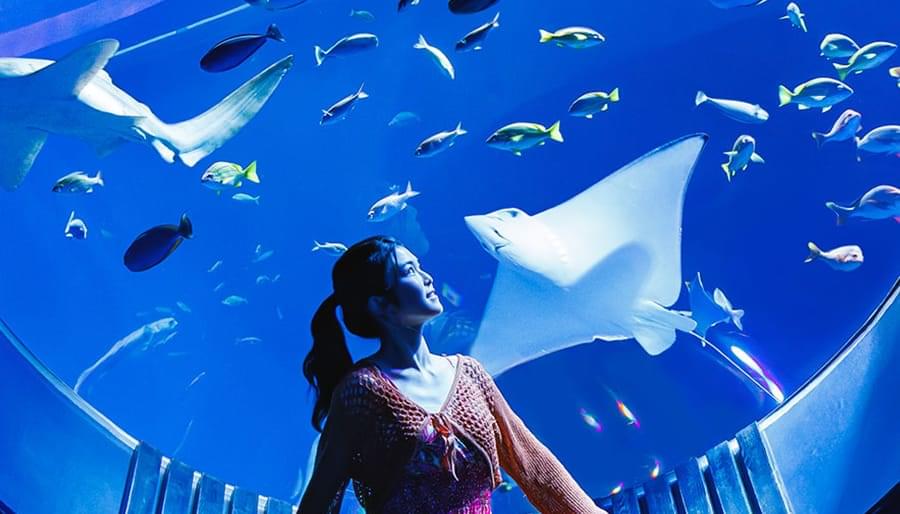 DMMかりゆし水族館　PR写真